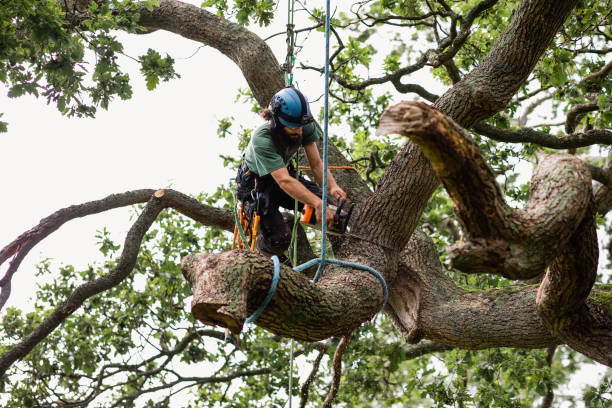 Best Tree Mulching  in Calumet, PA