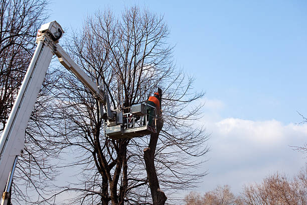 Reliable Calumet, PA Tree Services Solutions